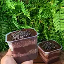 Bolo de pote  chocolate 